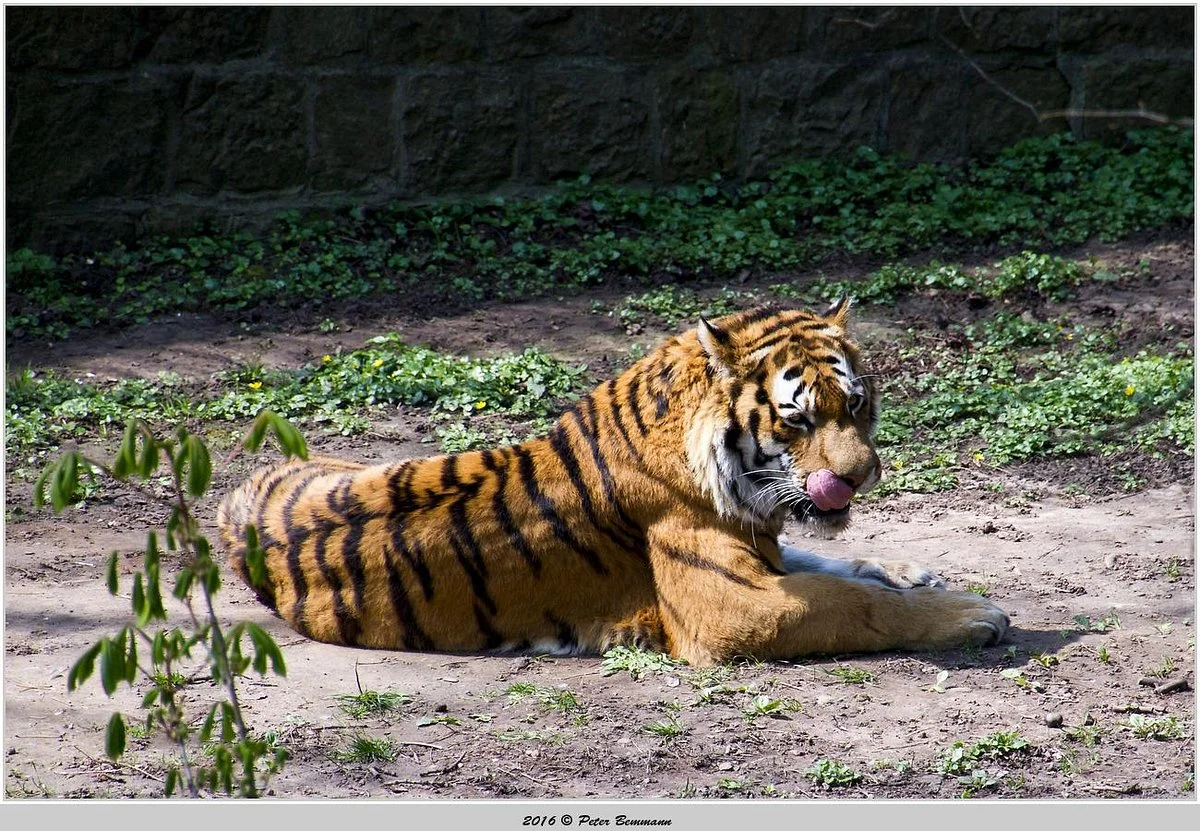 Zoo Landau