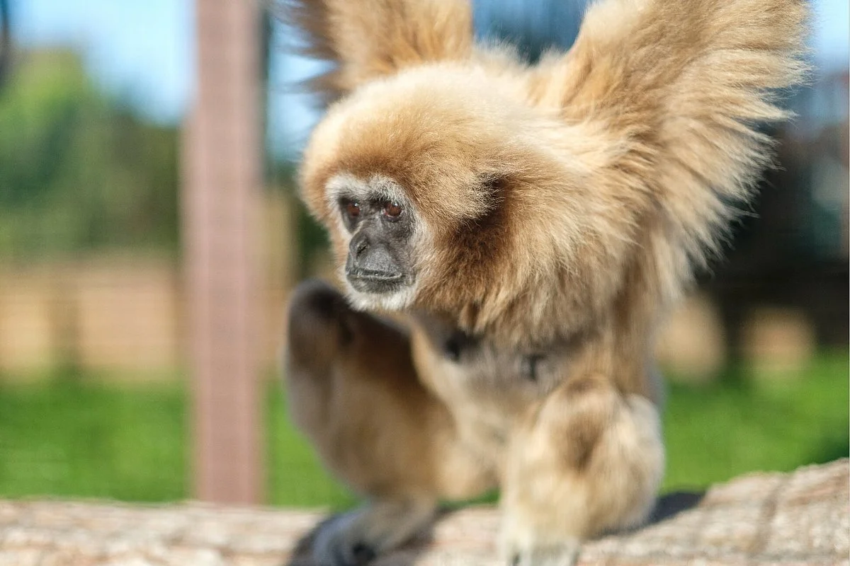 Monkey Haven - Primate Rescue Centre