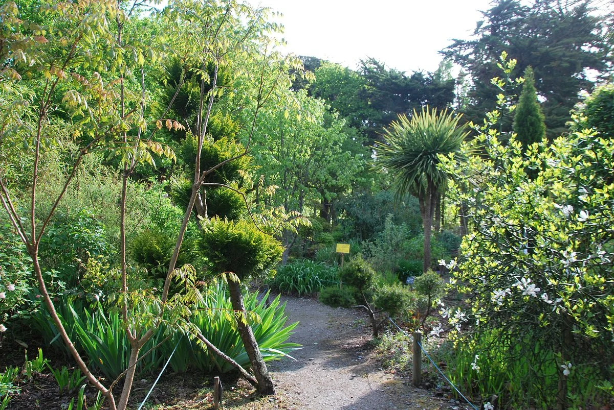Tropicarium Bonsaï