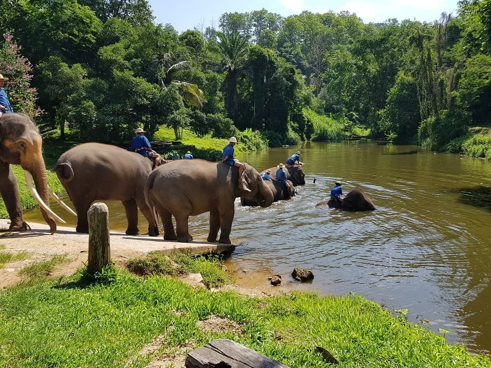 Thai Elephant Conservation Center