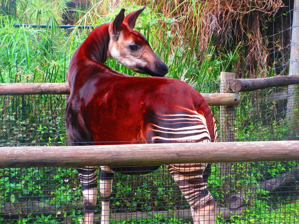 ZooTampa at Lowry Park