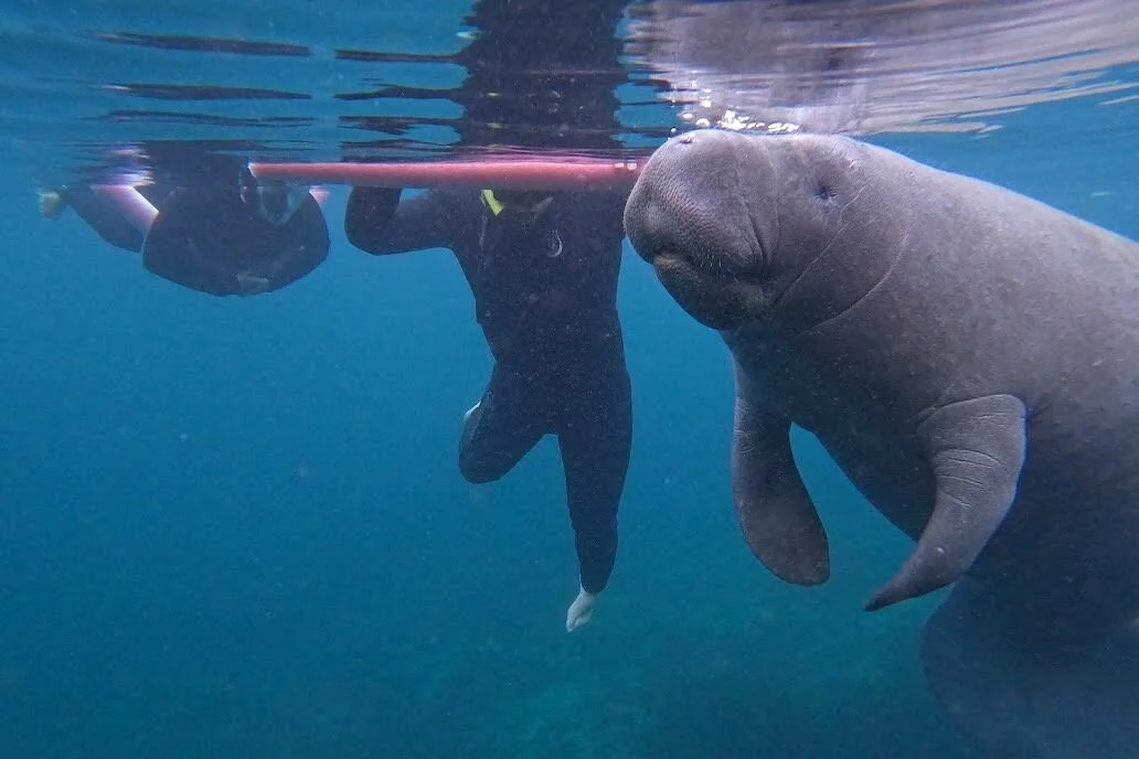 Go Local Manatee Tours