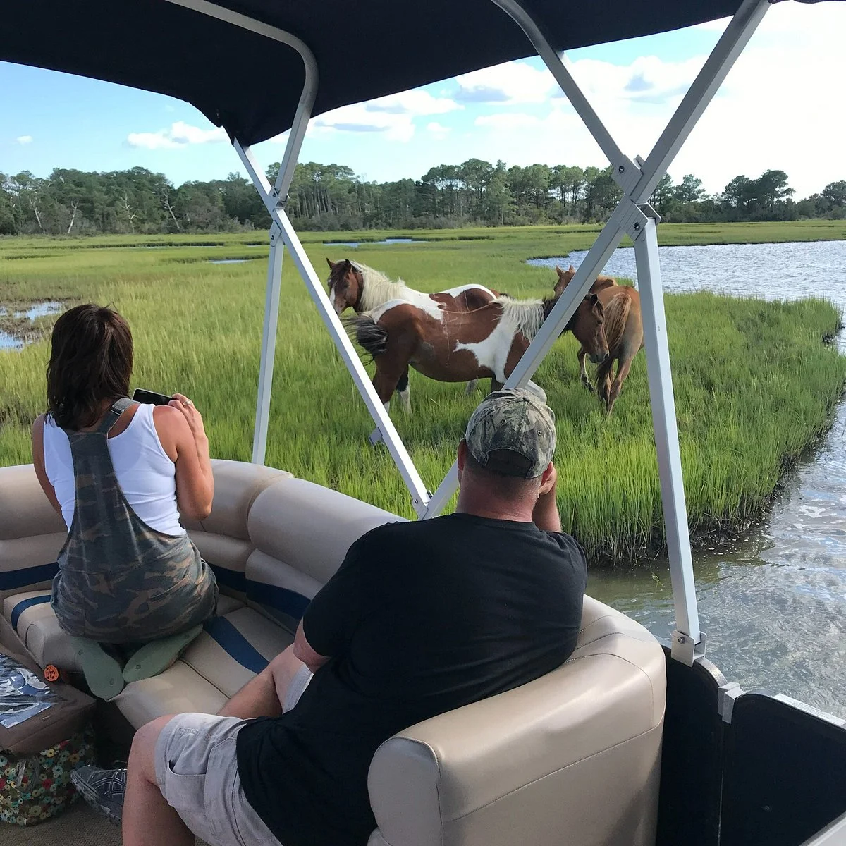 Up The Bay Pony Tours