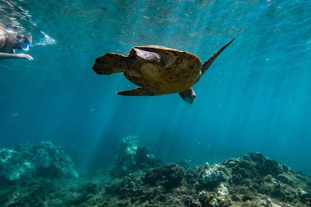 The Magic Merman Snorkel Charters
