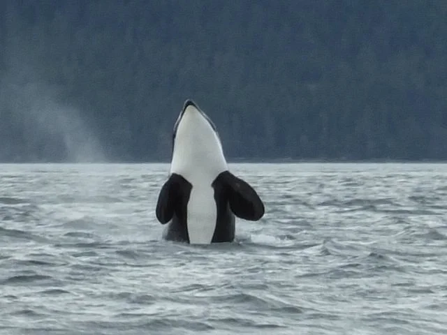 Alaska Tales
