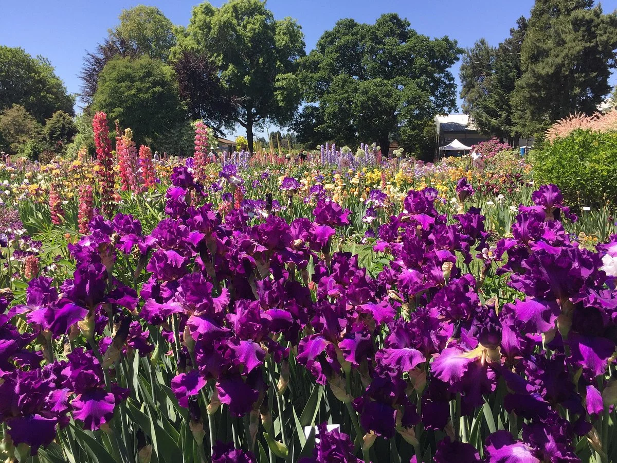 Schreiner's Iris Gardens