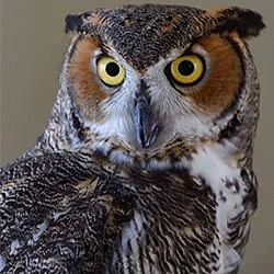 Peace River Wildlife Center