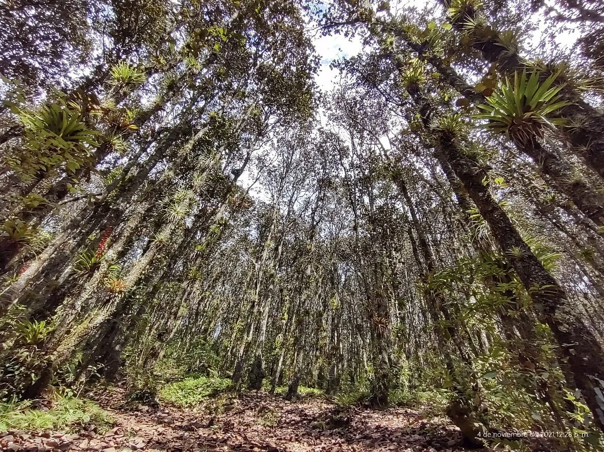 Reserva Ecológica y Orquideario Moxviquil