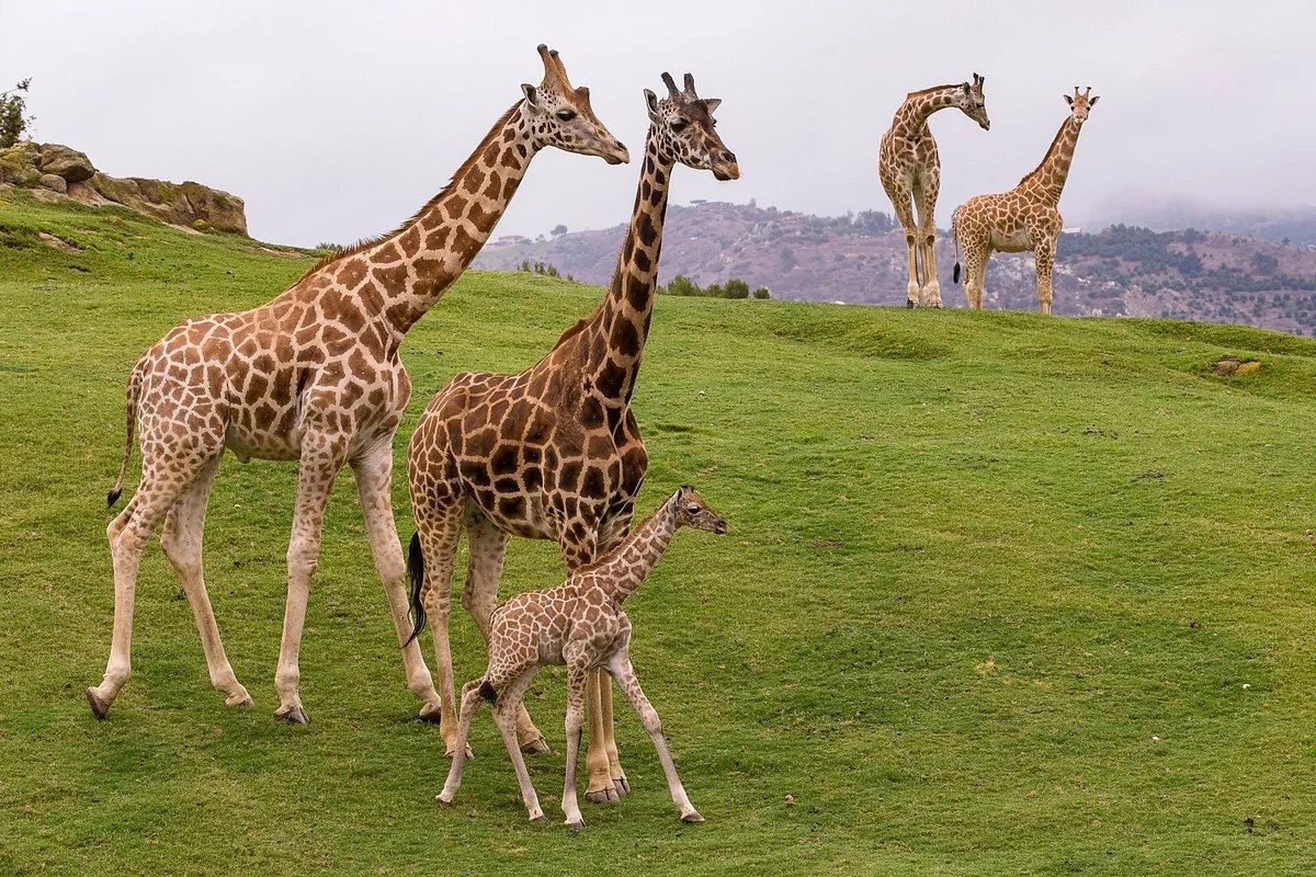 San Diego Zoo Safari Park
