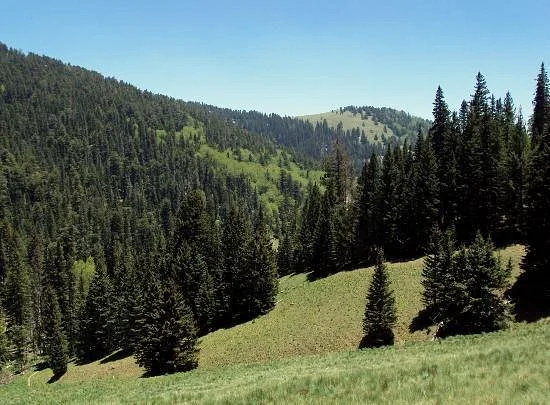 Lincoln National Forest