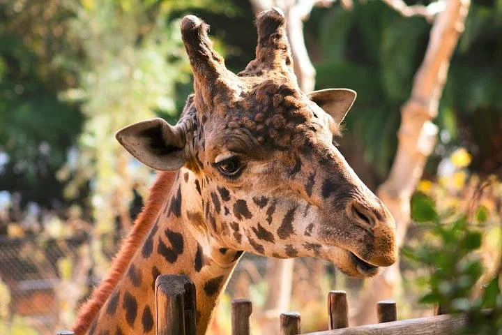 Santa Barbara Zoo