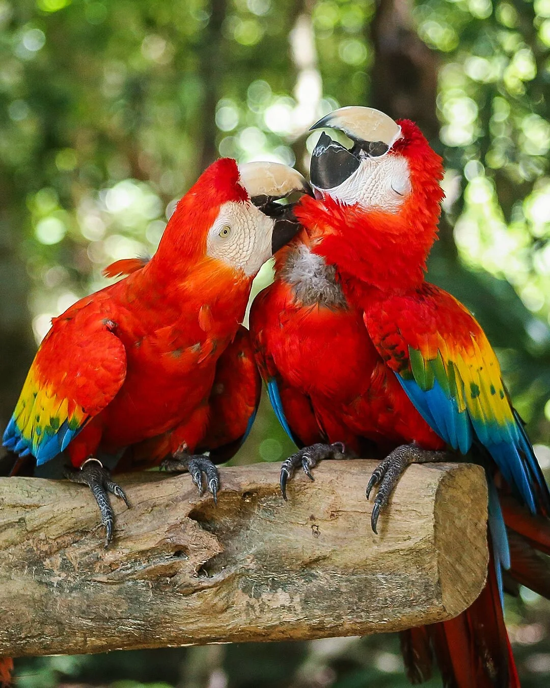 Akumal Monkey Sanctuary & Rescued Animals