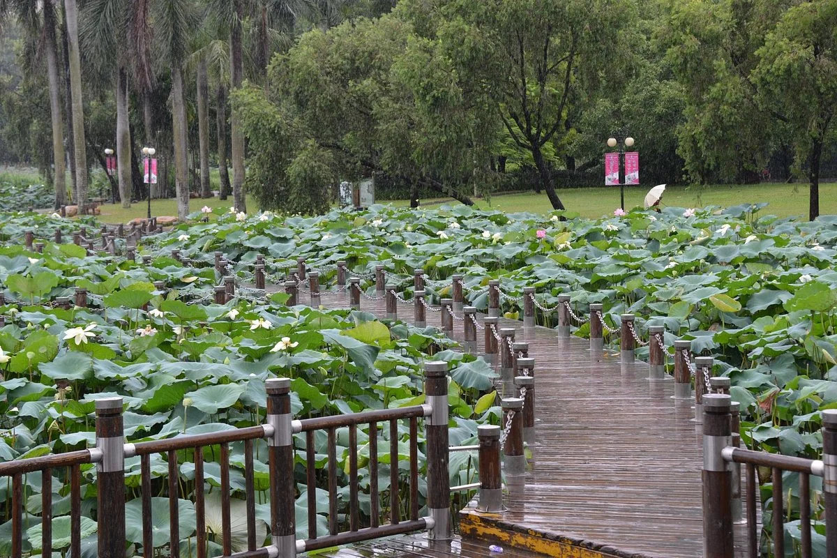 Honghu Park