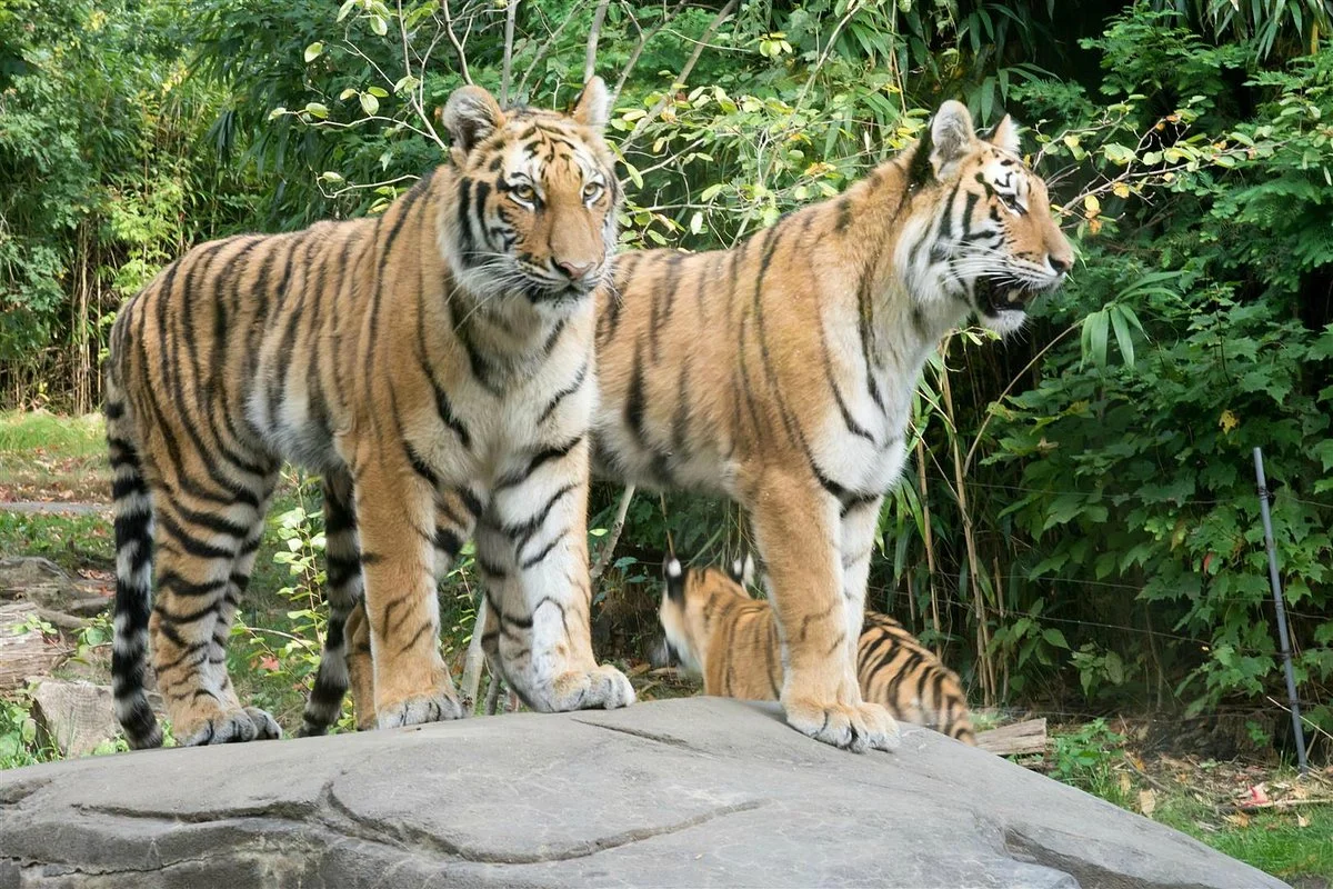 Bronx Zoo