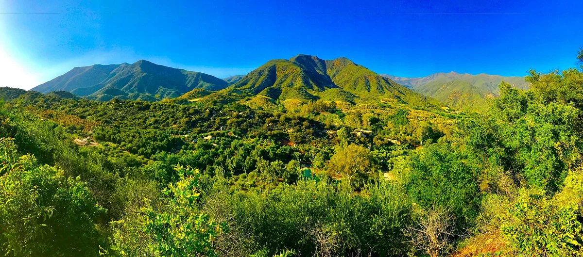 Ojai Olive Oil
