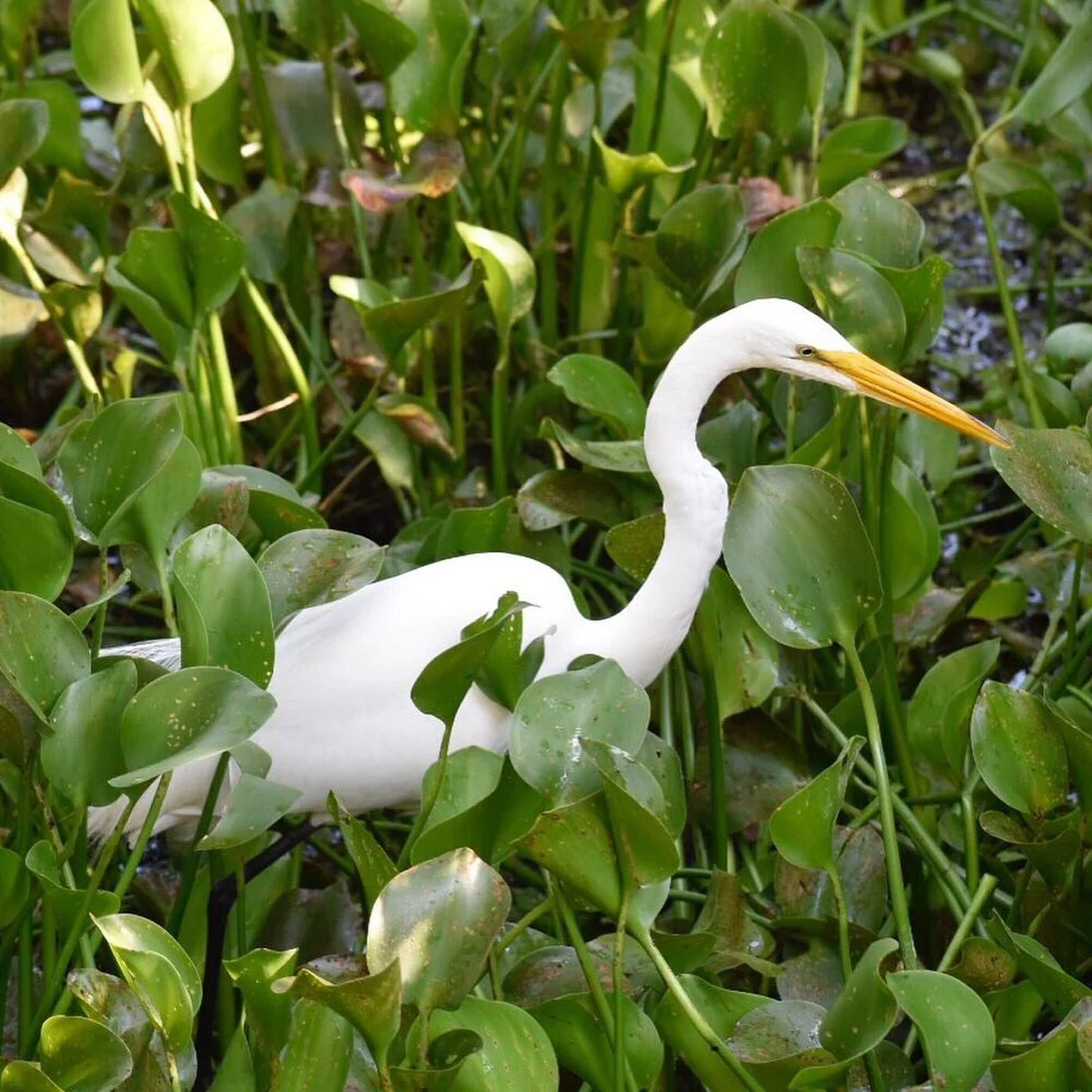 Lettuce Lake Regional Park