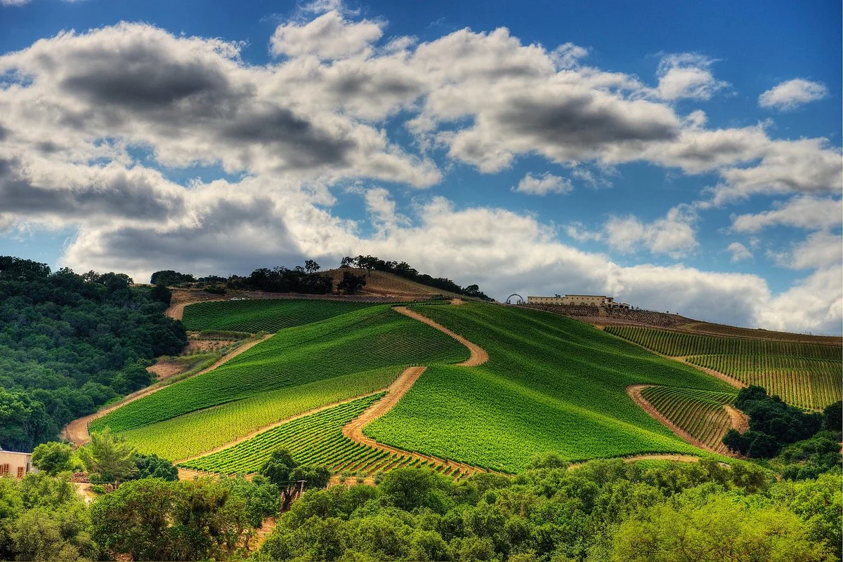DAOU Vineyards