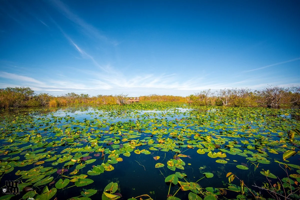 Anhinga Trail