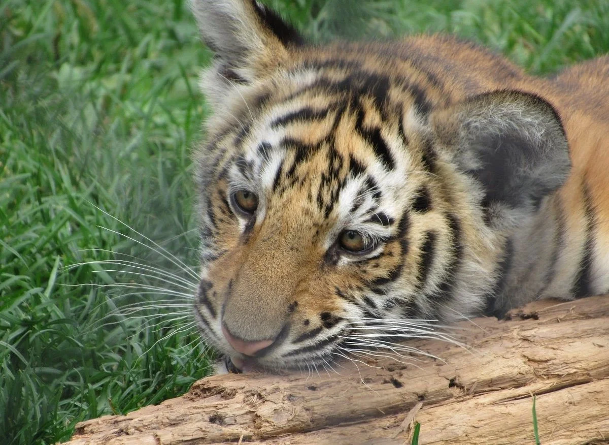Magnetic Hill Zoo