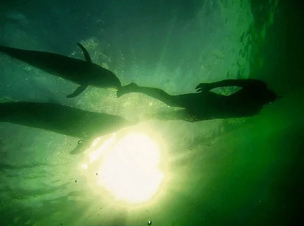 Dolphins Plus Marine Mammal Responder