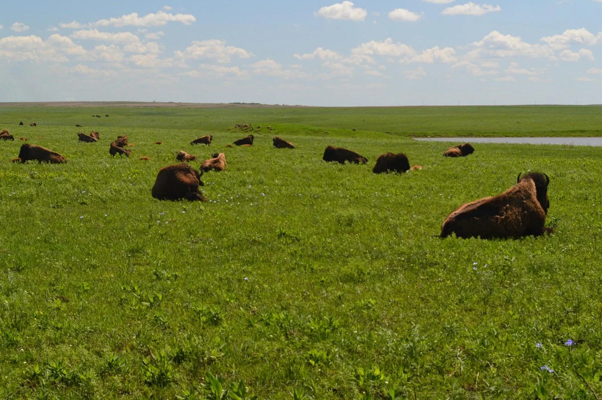 Tallgrass Prairie