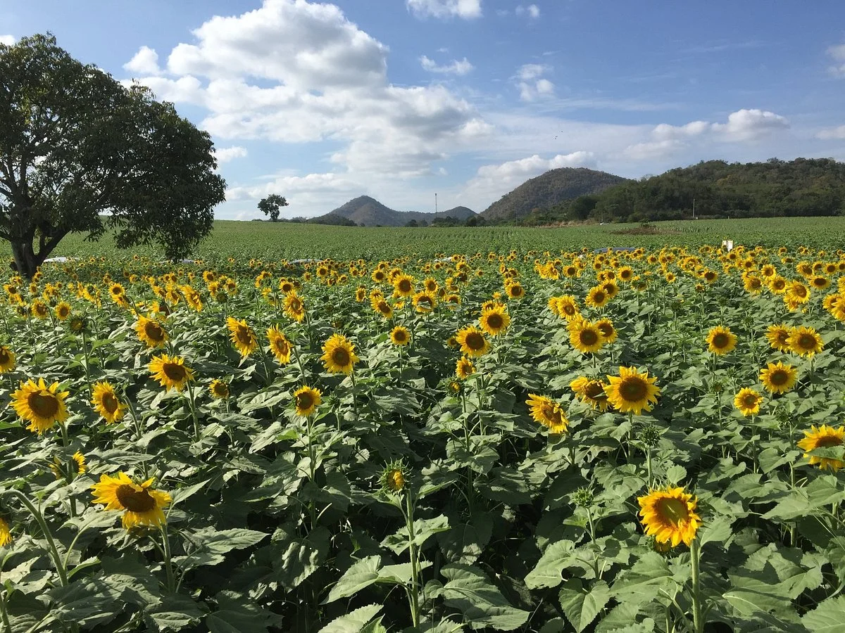 Sunflower Field
