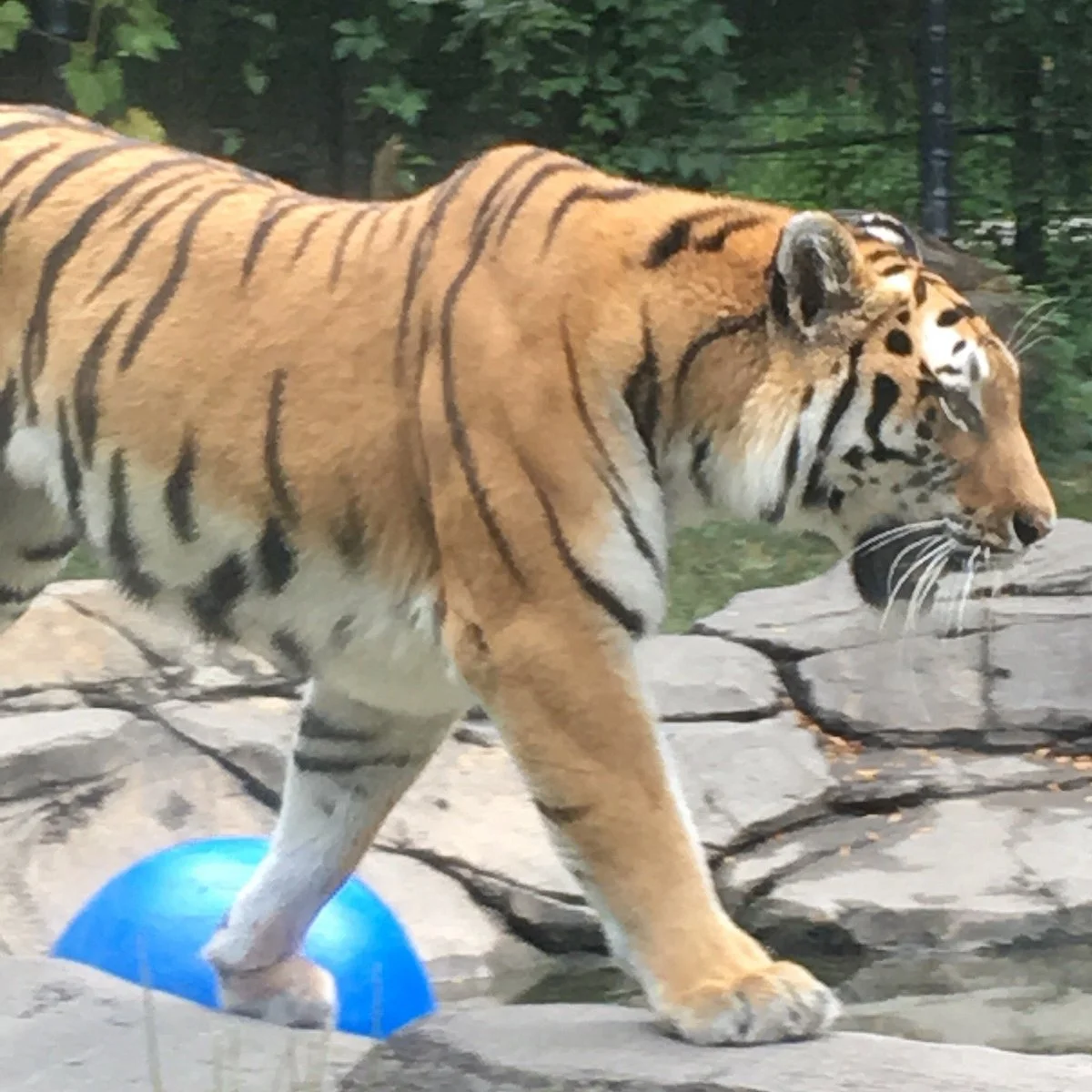 Blank Park Zoo