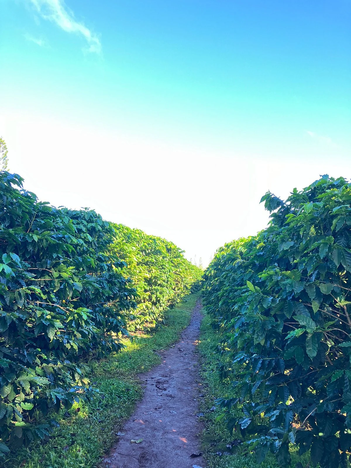 Green World Coffee Farms