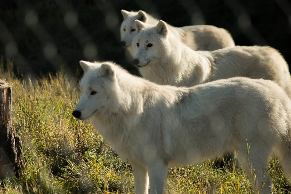 BC Wildlife Park