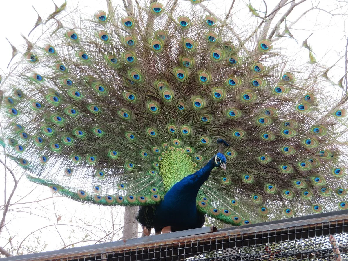 Folsom City Zoo Sanctuary