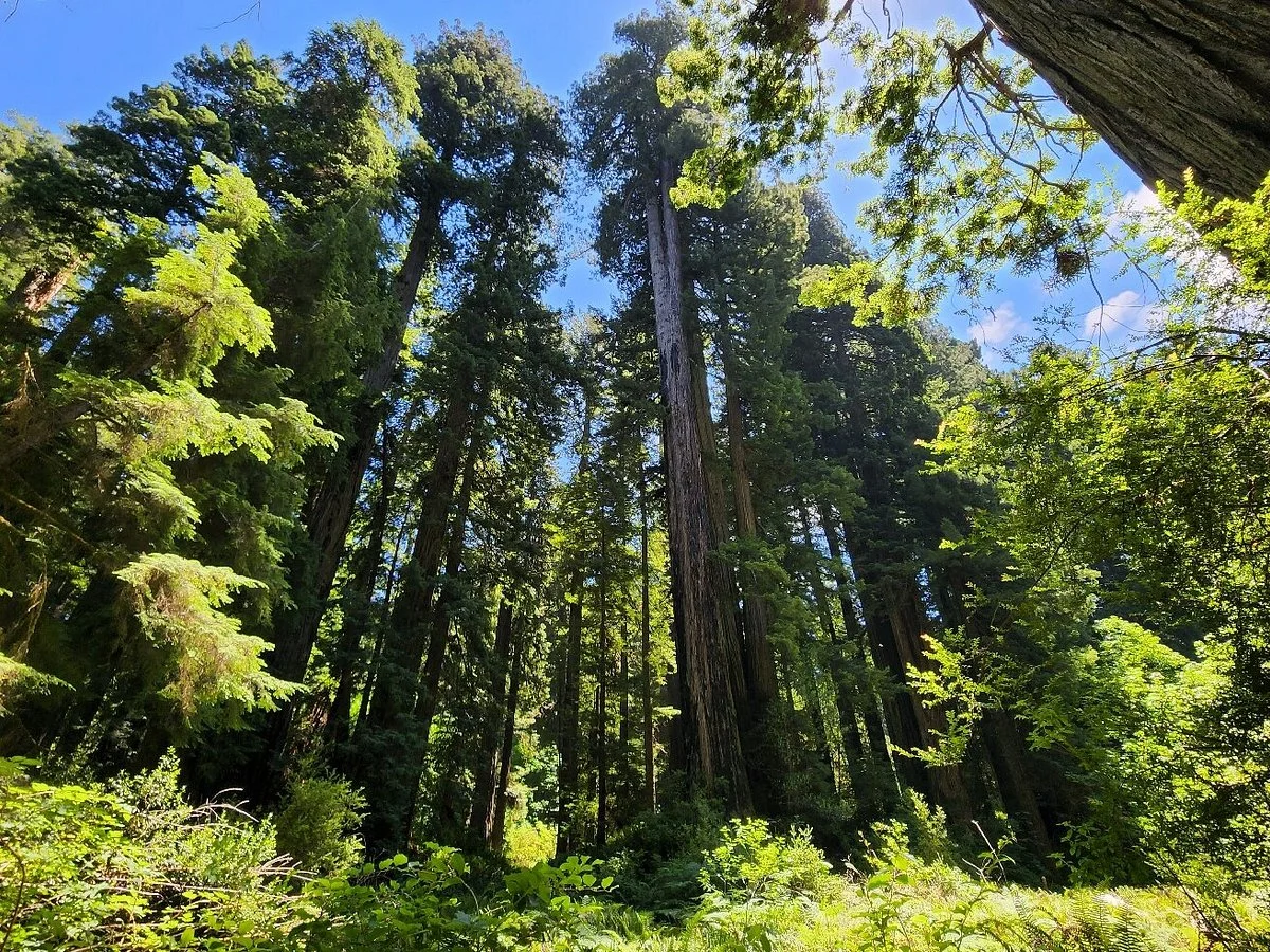 Redwood National Park