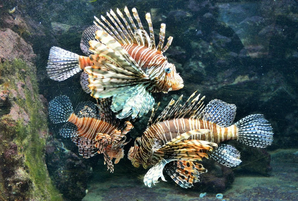 Bermuda Aquarium, Natural History Museum & Zoo