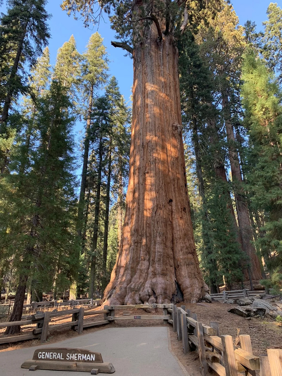 General Sherman Tree