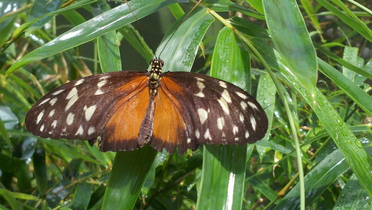 Butterfly Wonderland