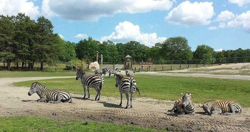 Six Flags Safari