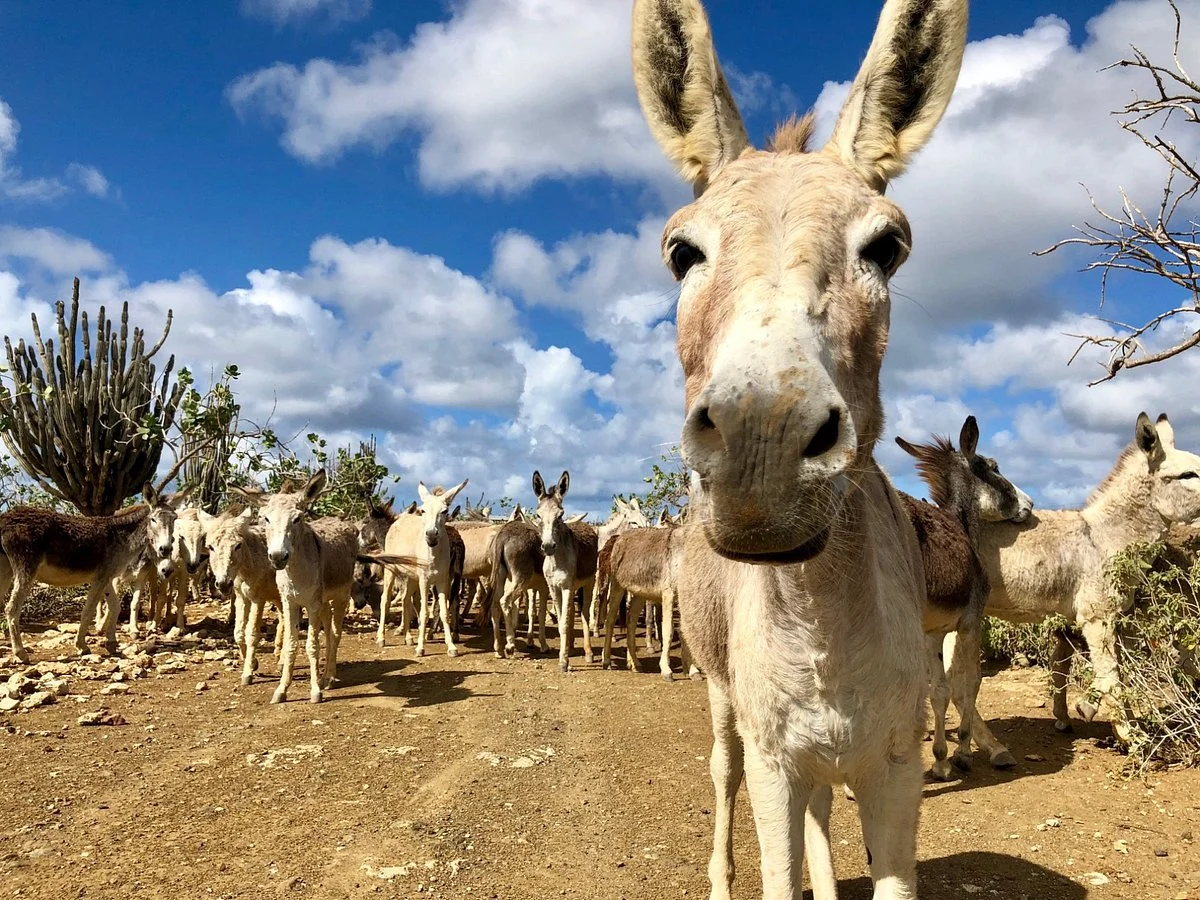 Donkey Sanctuary Bonaire