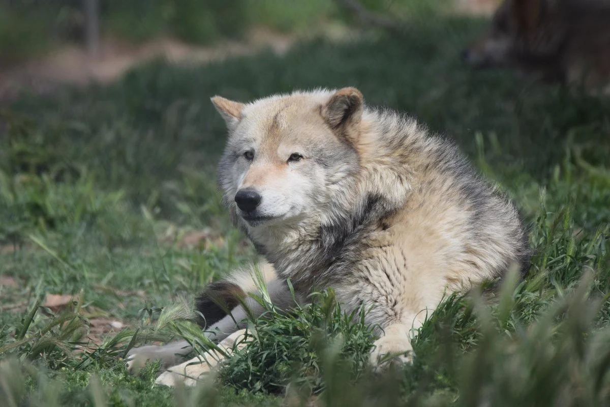 California Wolf Center