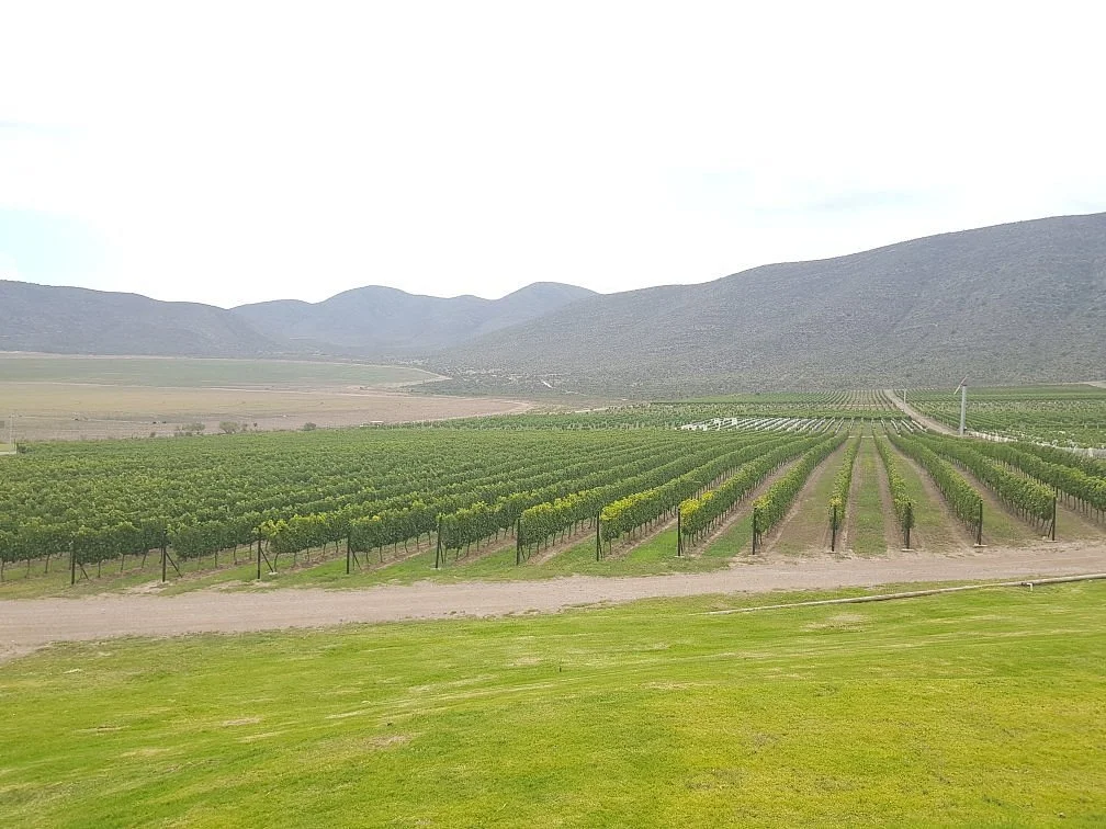 Vinedos Don Leo