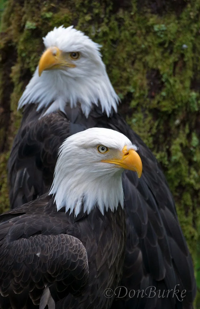 Alaska Raptor Center