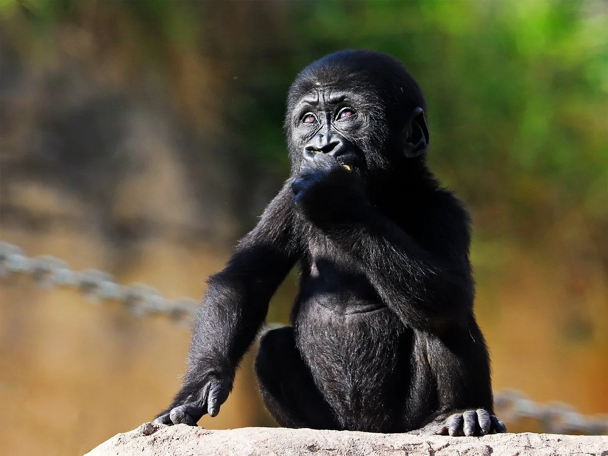 Gladys Porter Zoo