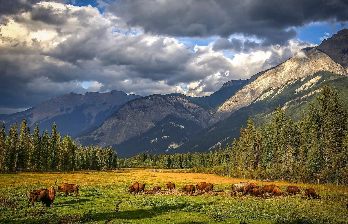 Rocky Mountain Buffalo Ranch & Guest Cabins