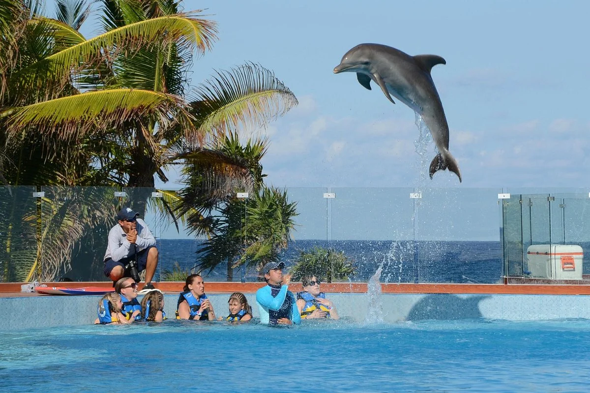 Dolphin Discovery Tulum - Akumal