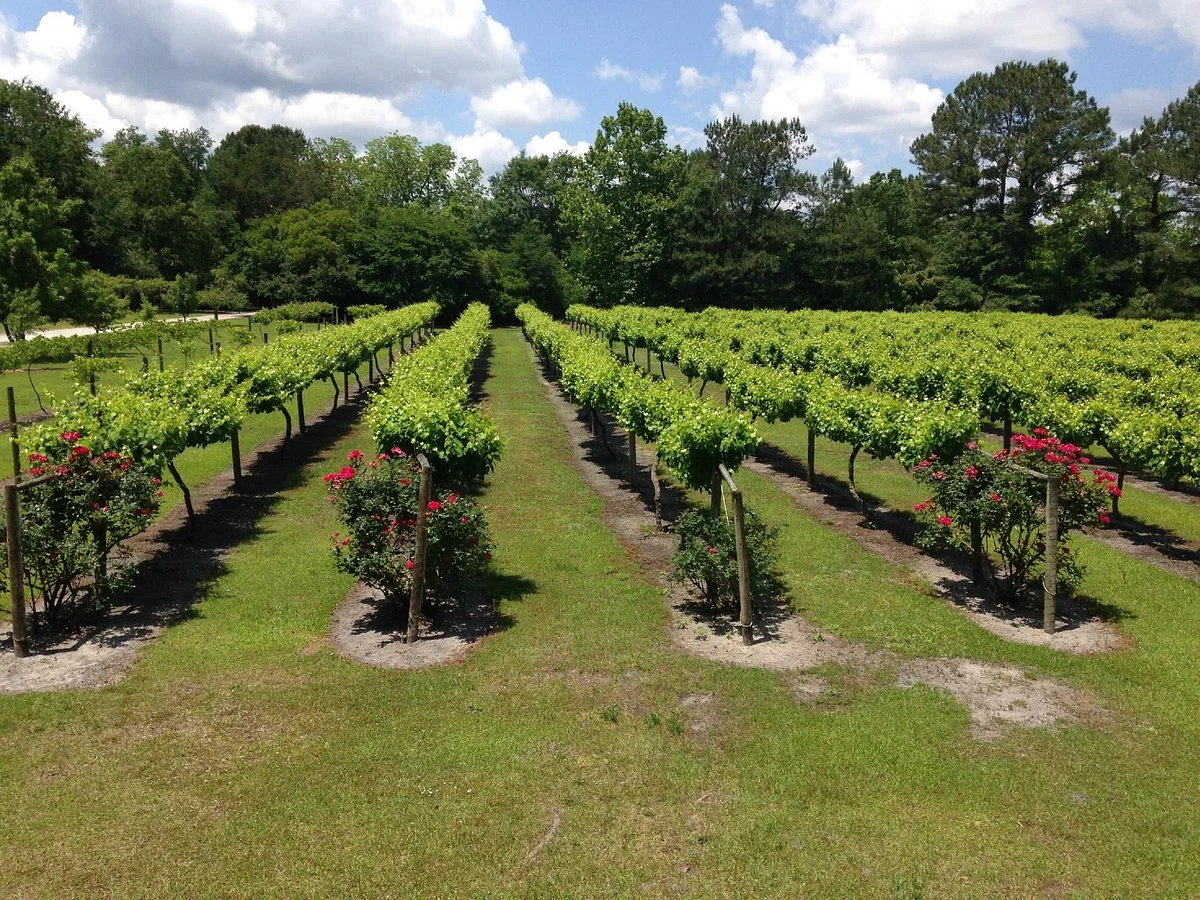 La Belle Amie Vineyard