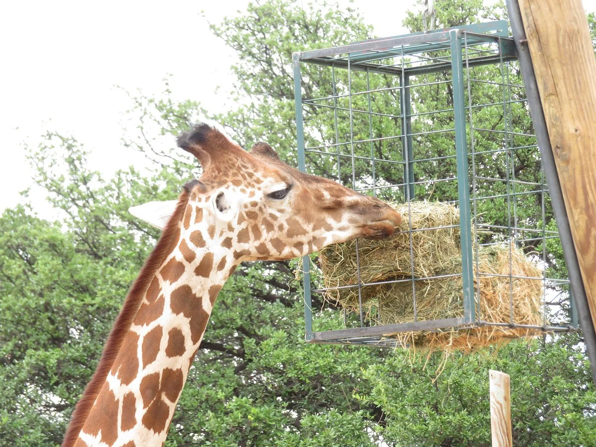 Abilene Zoo