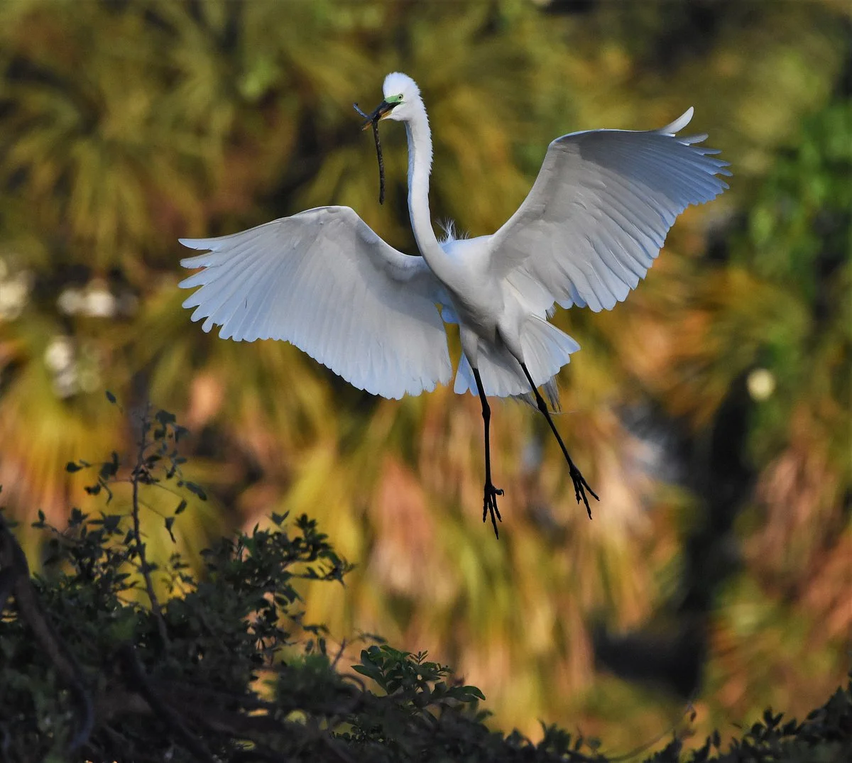The Venice Area Audubon Rookery