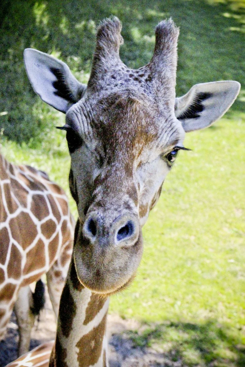 Binder Park Zoo
