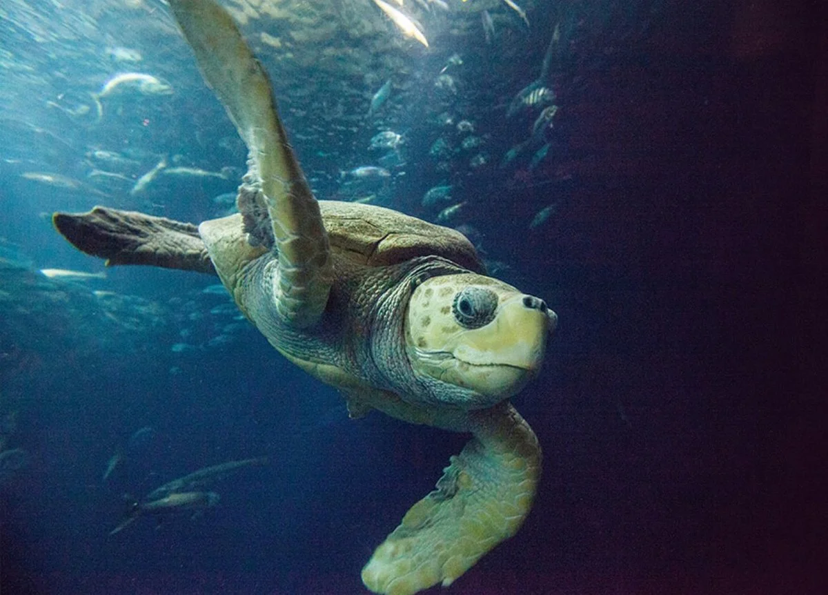 South Carolina Aquarium