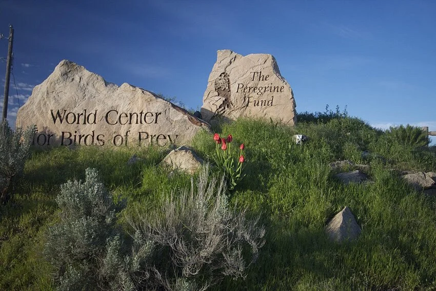World Center For Birds of Prey