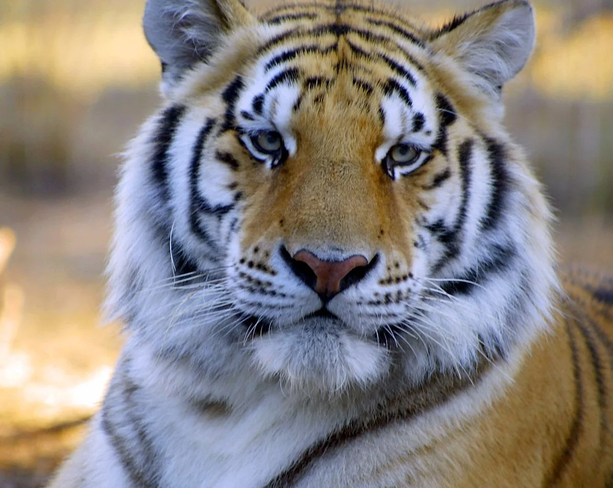 Wildlife Survival Sanctuary
