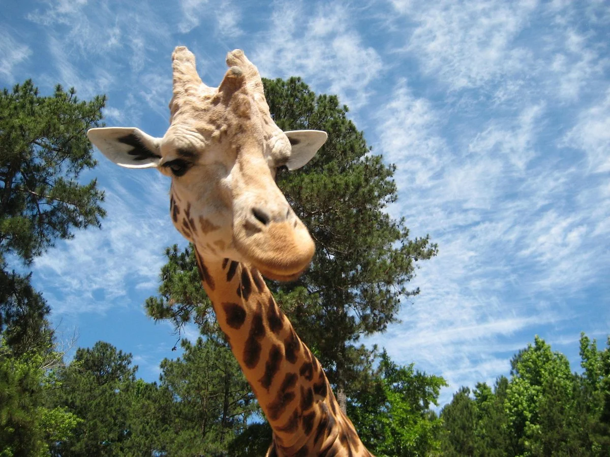 Wild Animal Safari